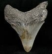Juvenile Megalodon Posterior Tooth #11954-1